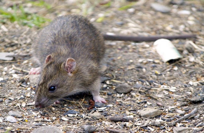 Một con chuột đang tìm thức ăn ngang nhiên và không hề sợ người ở giữa khu dân cư.